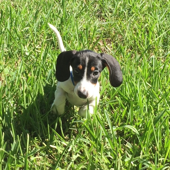 Meet your Posher, Chloe - Picture 1 of 1